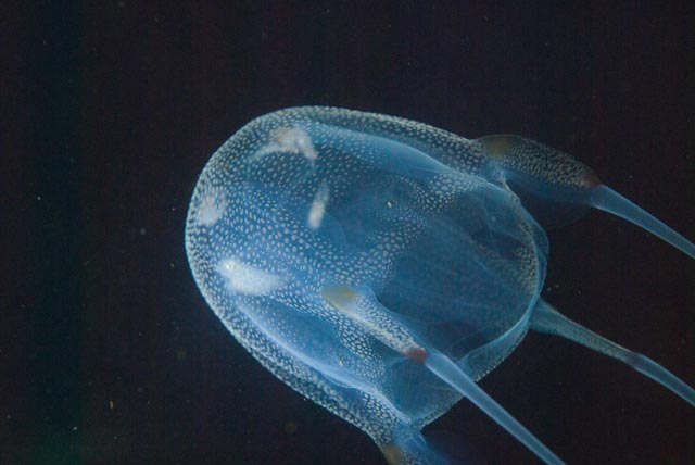 The Most Venomous Animal Ever Documented - and the Paradox of Why Almost Nobody Dies From It