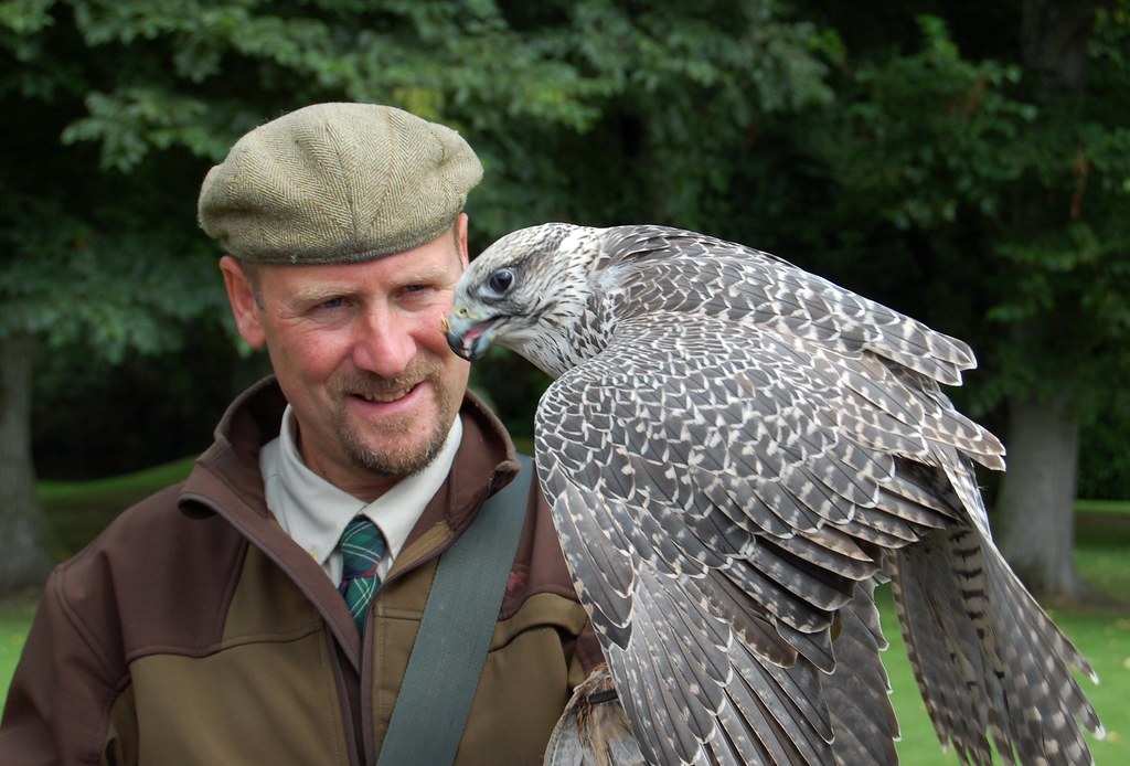 The Zodiac Signs That Birds of Prey Are Most Often Reported Near - and What Falconers Have Noticed Over Decades