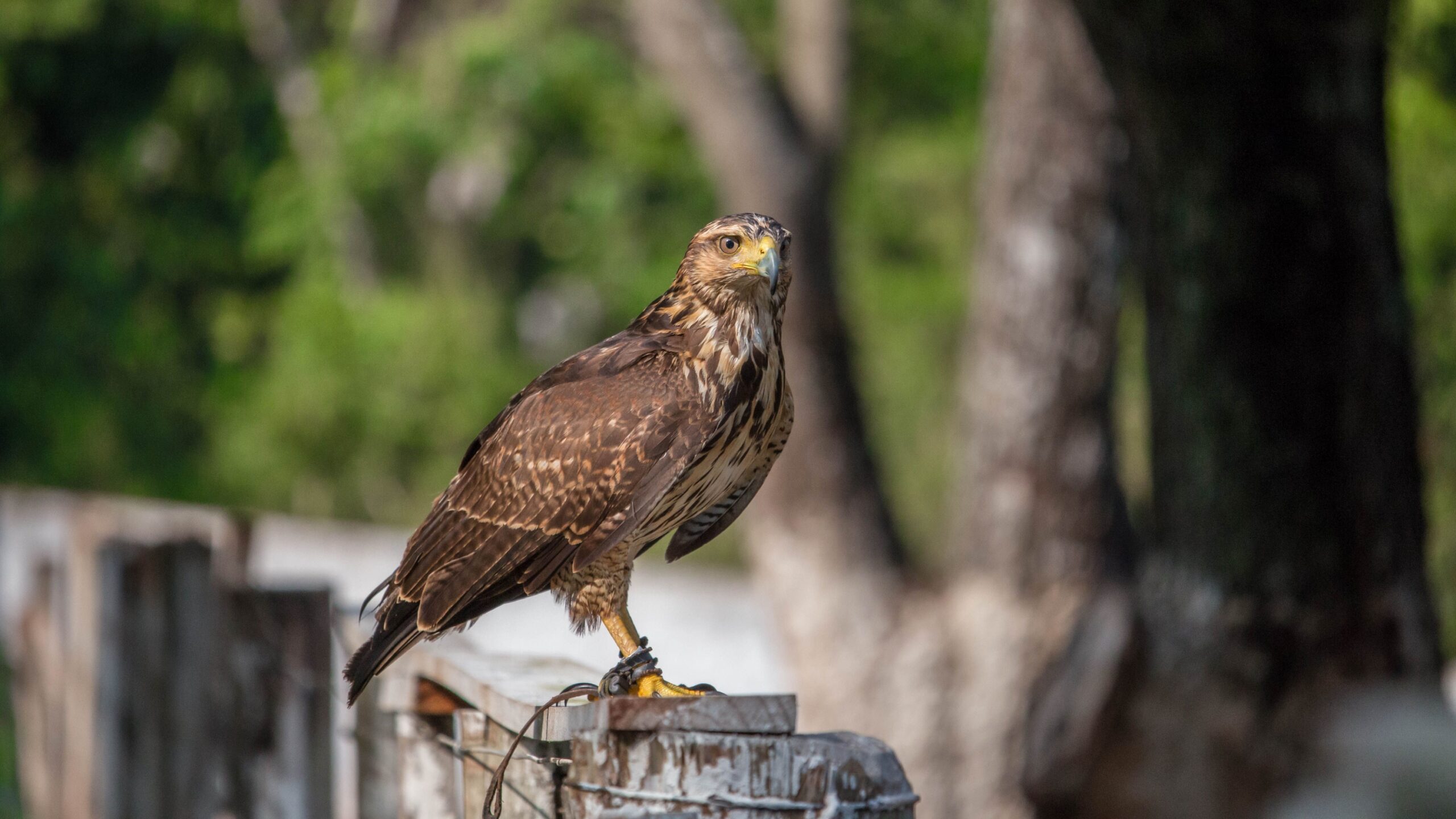 What It Means When a Hawk Lands on Your Fence and Stays for Hours Without Hunting