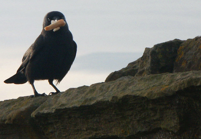 Psychology Says When a Crow Leaves Something for a Human Who Has Fed It Consistently It Isn't Coincidence - It's Running a Reciprocity System That Requires a Level of Social Memory Most Species on Earth Don't Have