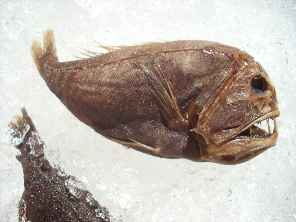 14 Deep-Sea Creatures So Strange They Barely Seem Real