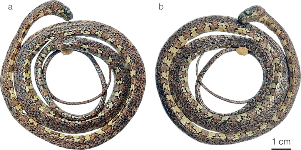 17 Animals Science Only Discovered in the Last Ten Years