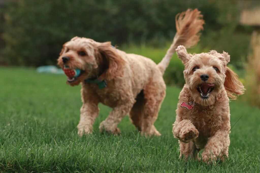 Psychology Says the Reason Watching Animals Play Produces a Physical Feeling of Relief Is Not Aesthetic - Your Brain Is Running a Safety Signal That Reads Relaxed Animal Behaviour as Environmental Evidence That Nothing Threatening Is Near