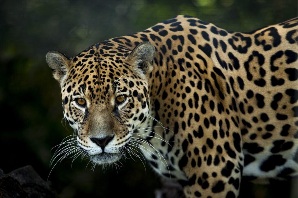 What Amazonian Ayahuasca Masters Claim About the Felines Shielding Spirits from the Underworld