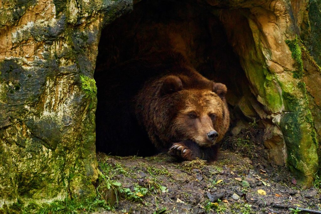 The Arctic Shamanic Legend Claiming Hibernating Bears Travel to the Spirit Realm Every Winter