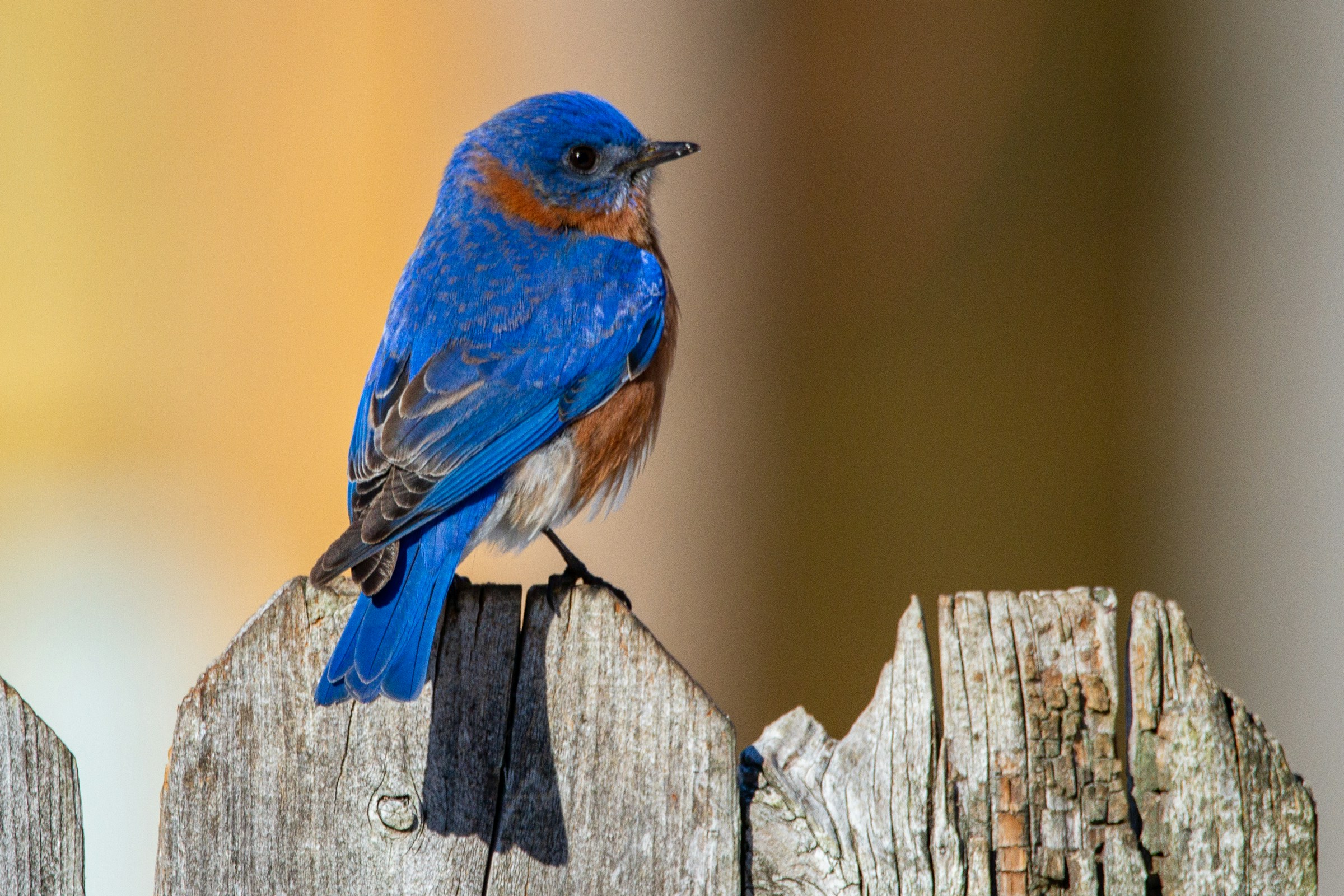 Why Seeing a Bluebird Means Good Luck is Coming