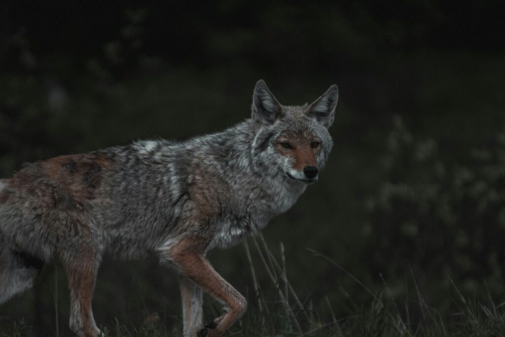 The Spooky Reason Coyotes Howl at the Night Sky