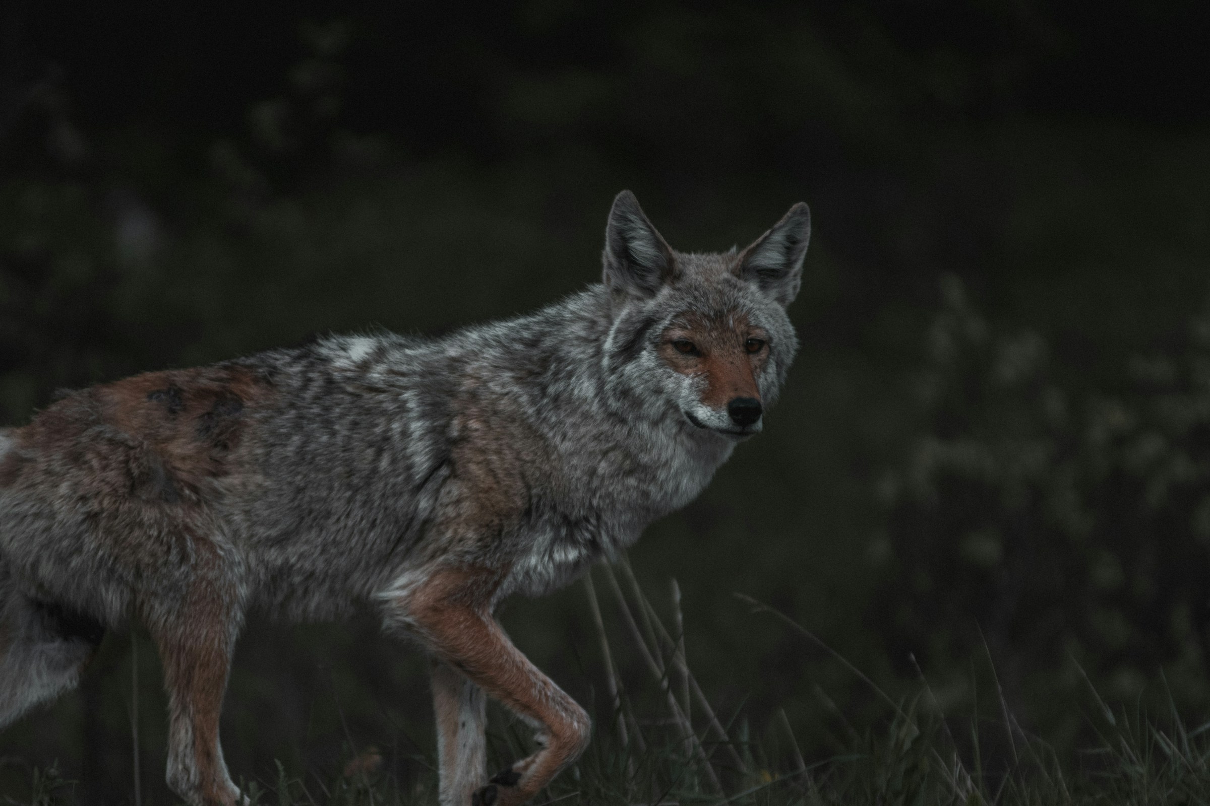 The Spooky Reason Coyotes Howl at the Night Sky