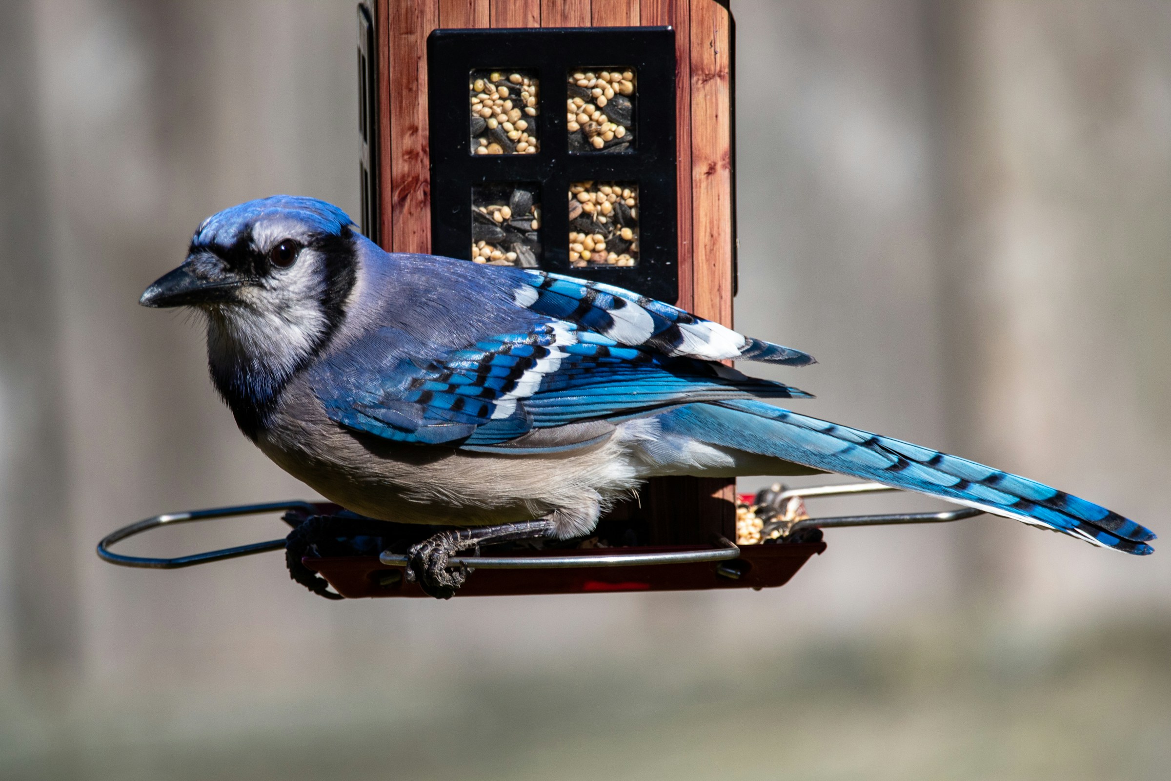 12 Birds You Should Always Welcome into Your Garden