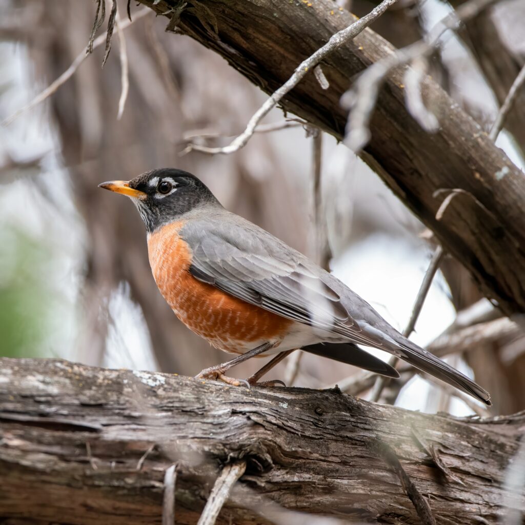 The Secret Messages Of 10 Beautiful Birds You Often See in a US Backyard