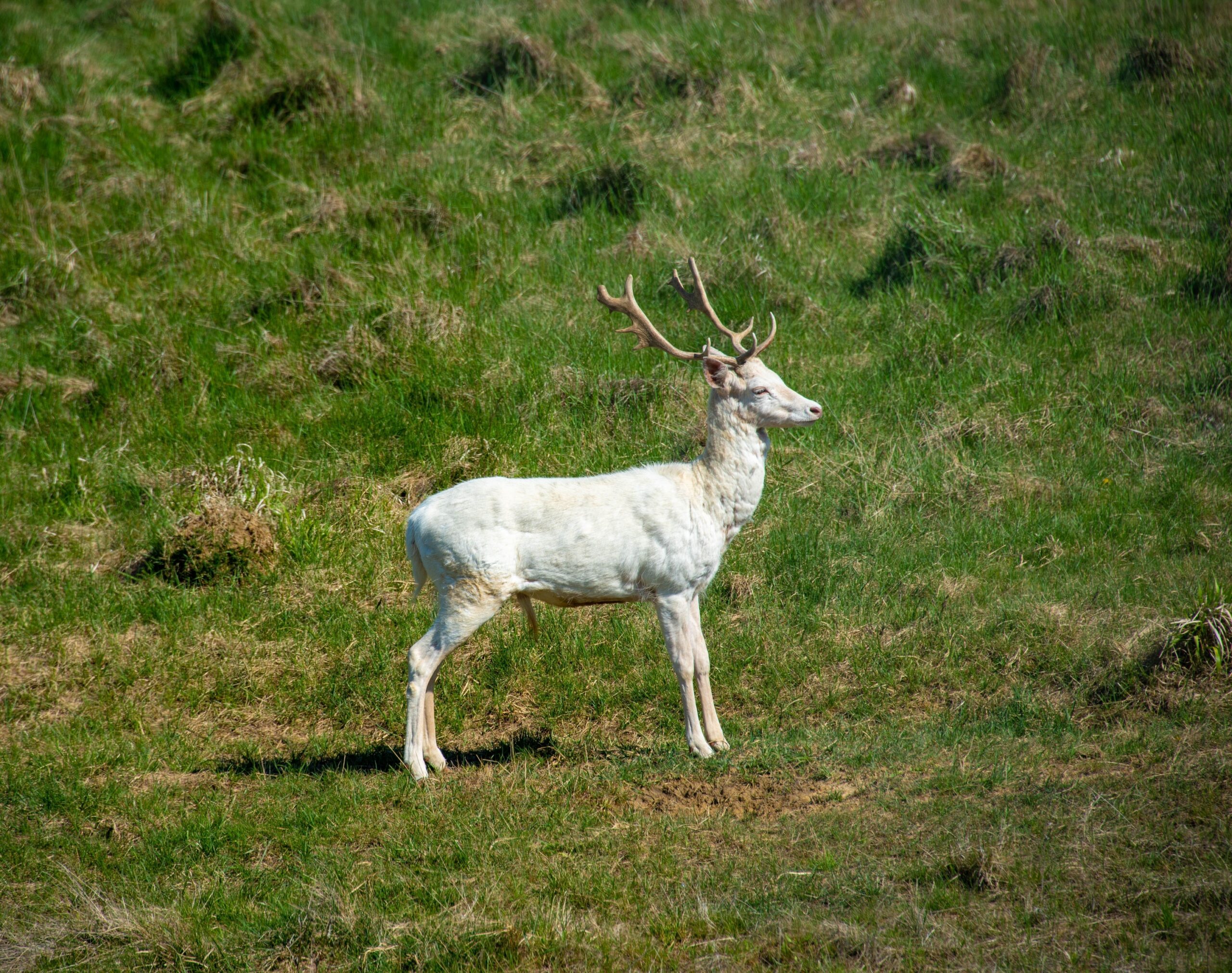 What Seeing a White Deer Means to Cherokee Hunters
