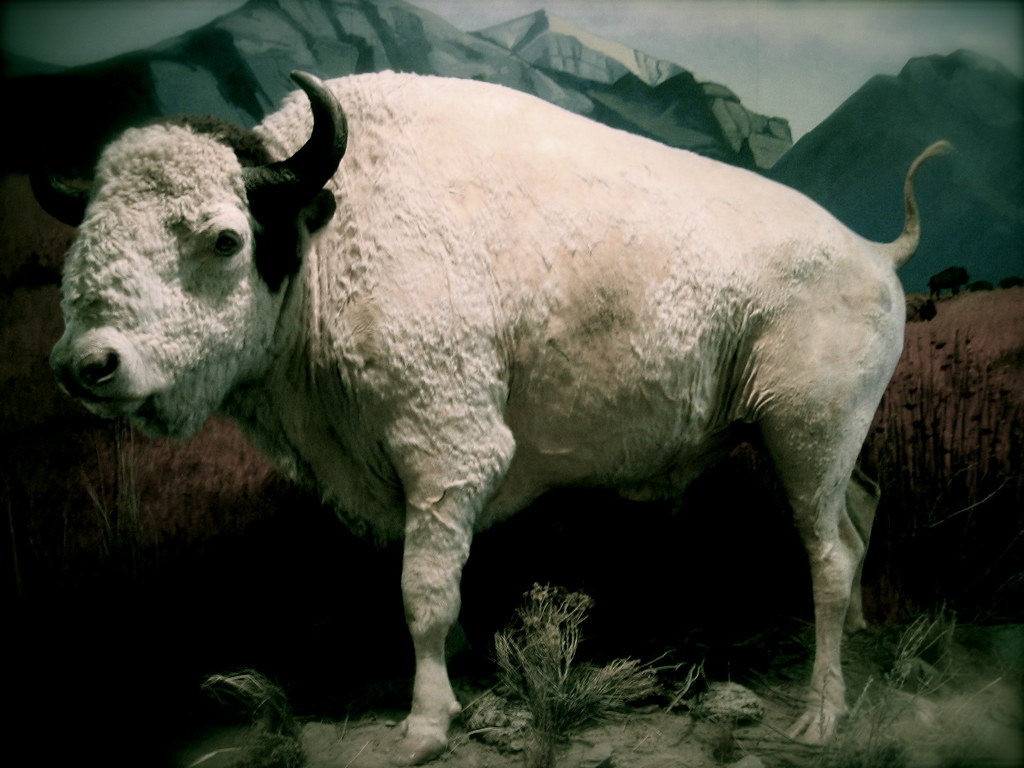 The Legend of the White Buffalo and What It Predicts
