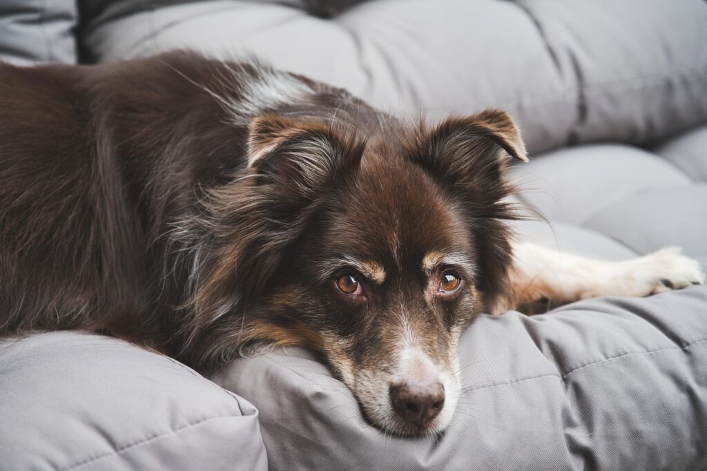 9 Physical Changes in a Dog That Mean Their Heart Is Failing Before Any Symptom Appears