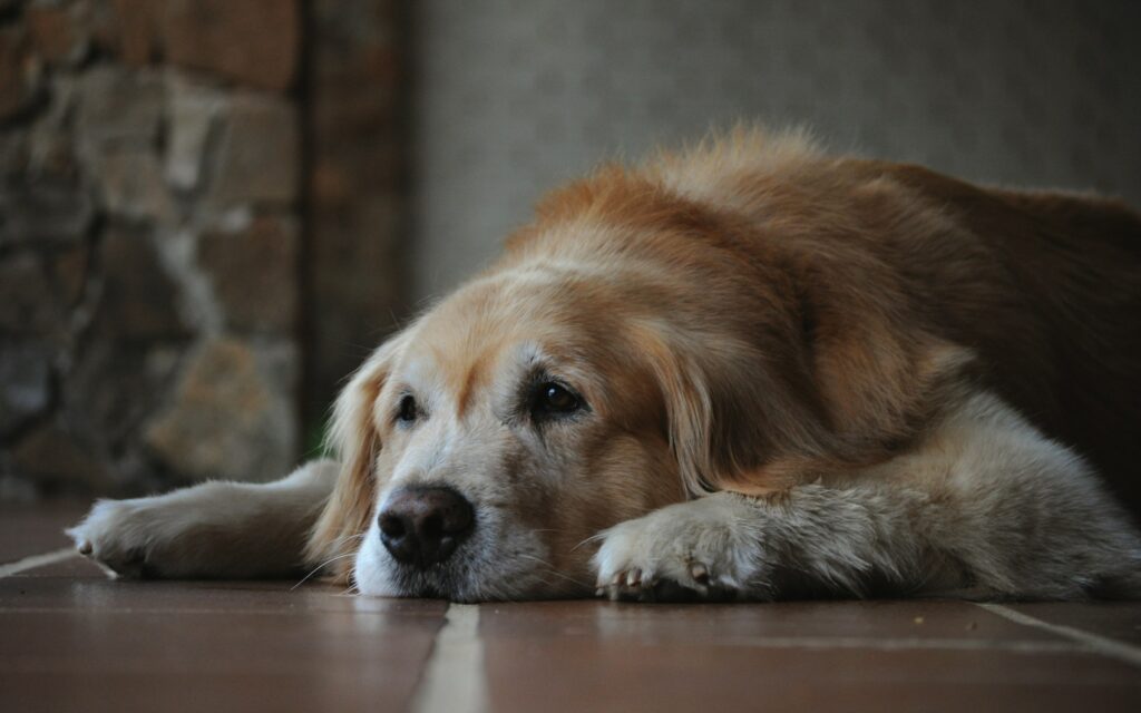 7 Things No One Prepares You for When Your Dog Starts Getting Old - Even When You Knew It Was Coming