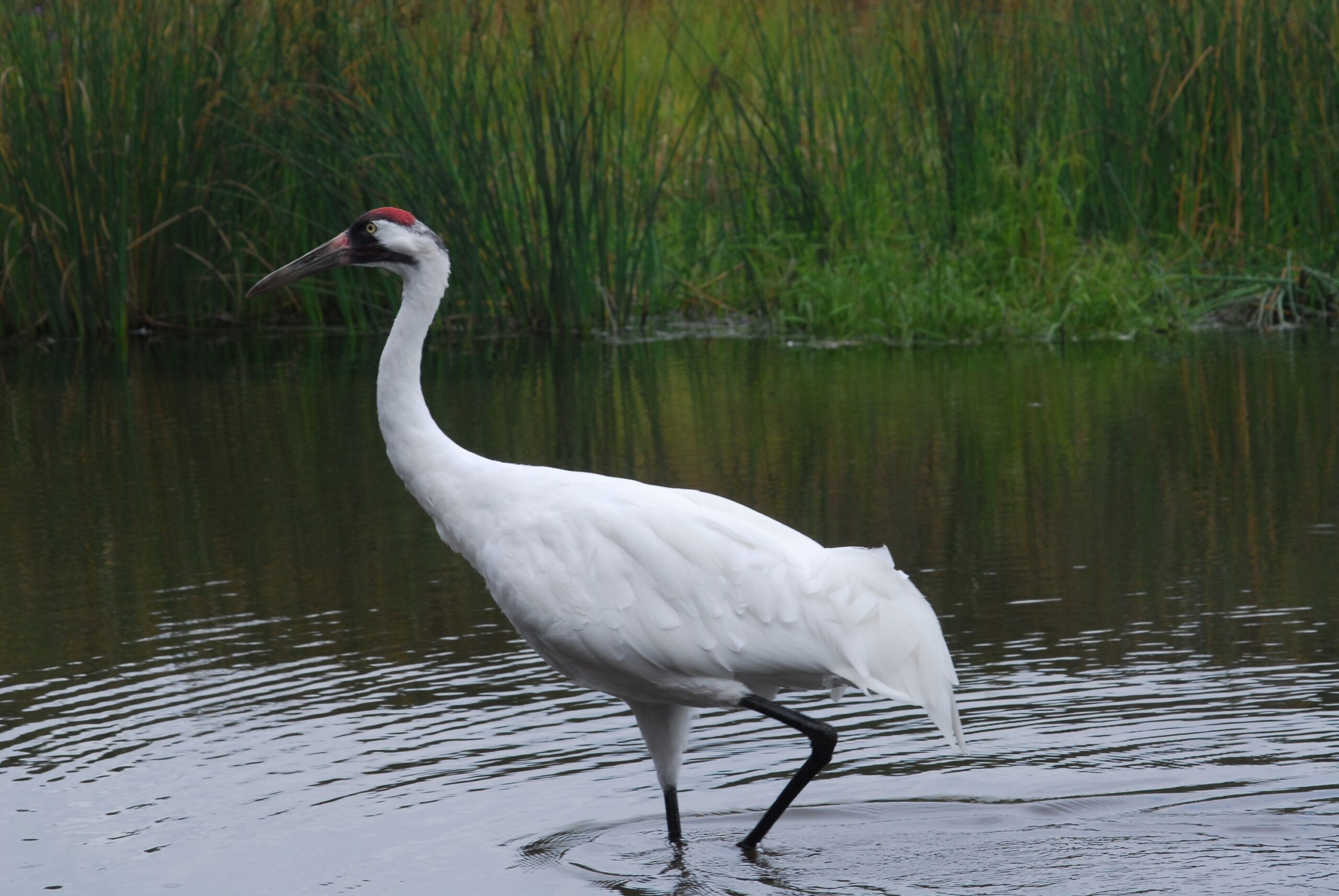 10 Facts About the Whooping Crane’s Long Road Back