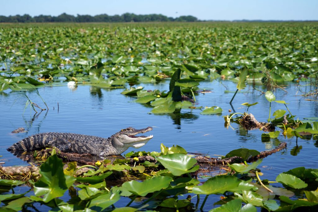 8 Conservation Successes From the Everglades