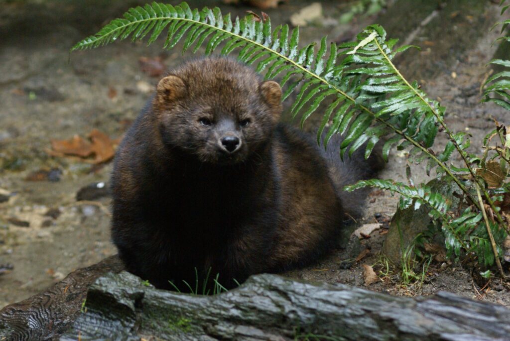 7 Reasons Fishers Are Returning to Forests in Ohio and Washington
