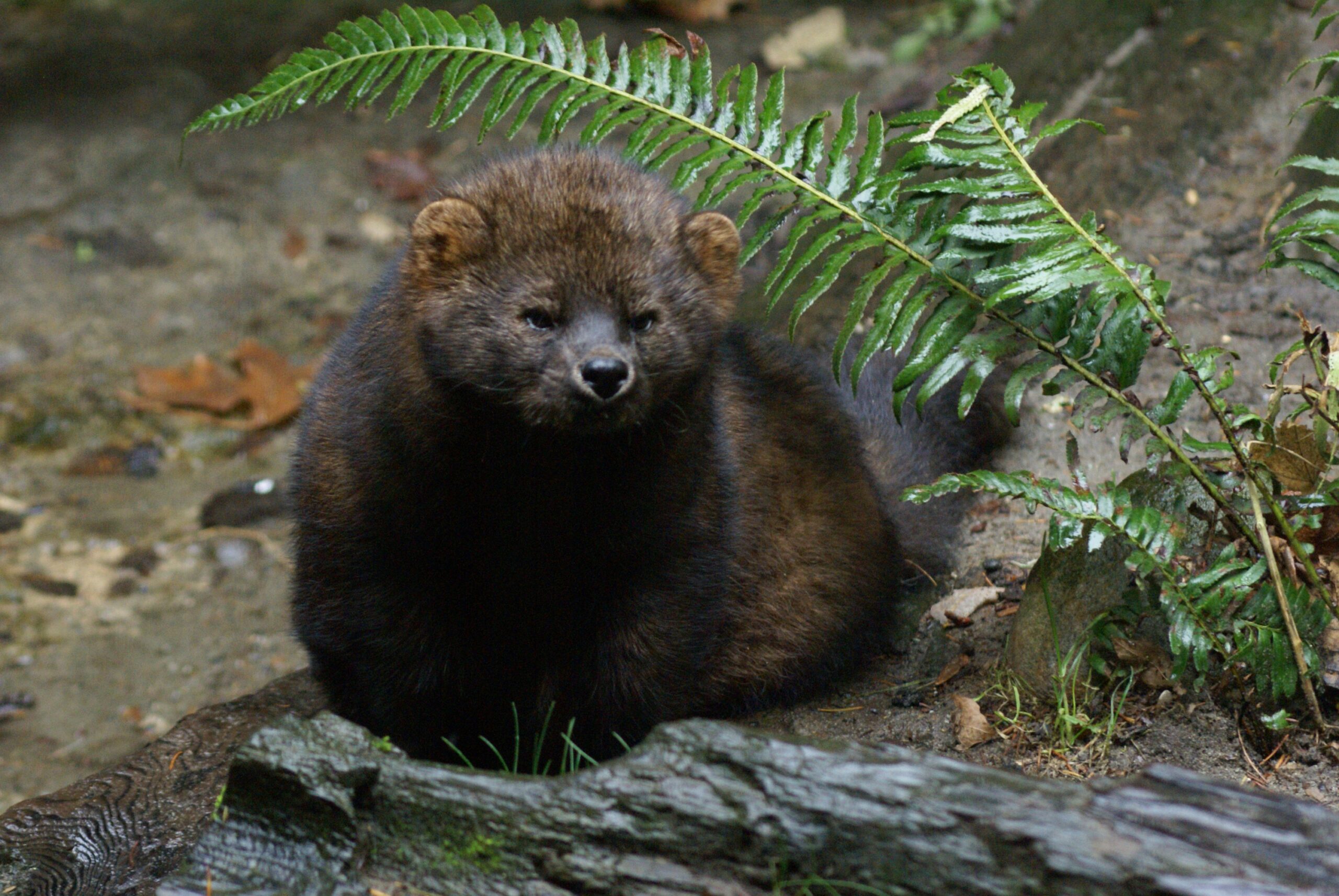7 Reasons Fishers Are Returning to Forests in Ohio and Washington