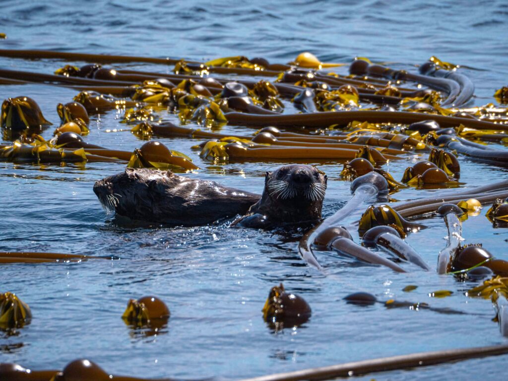 7 Reasons Sea Otters Matter to California's Kelp Forests