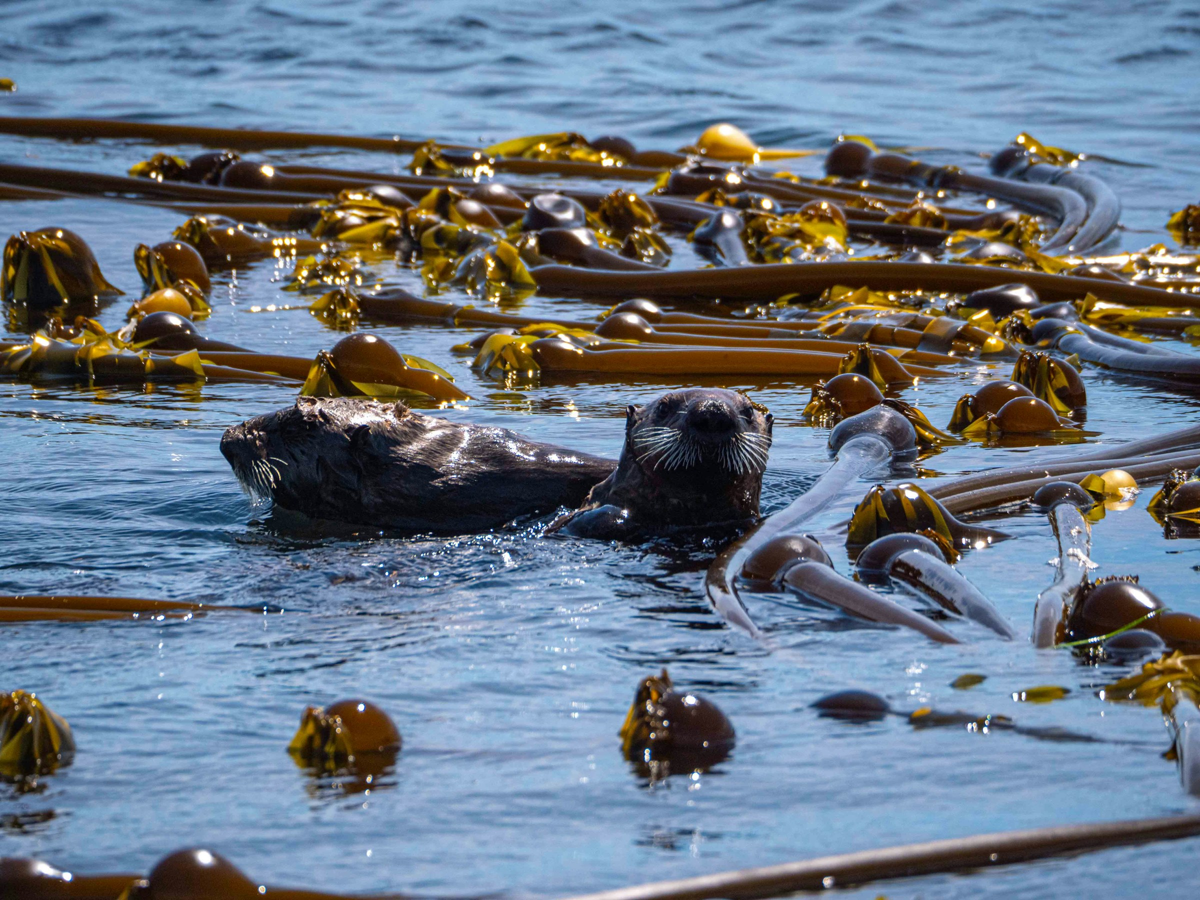7 Reasons Sea Otters Matter to California’s Kelp Forests