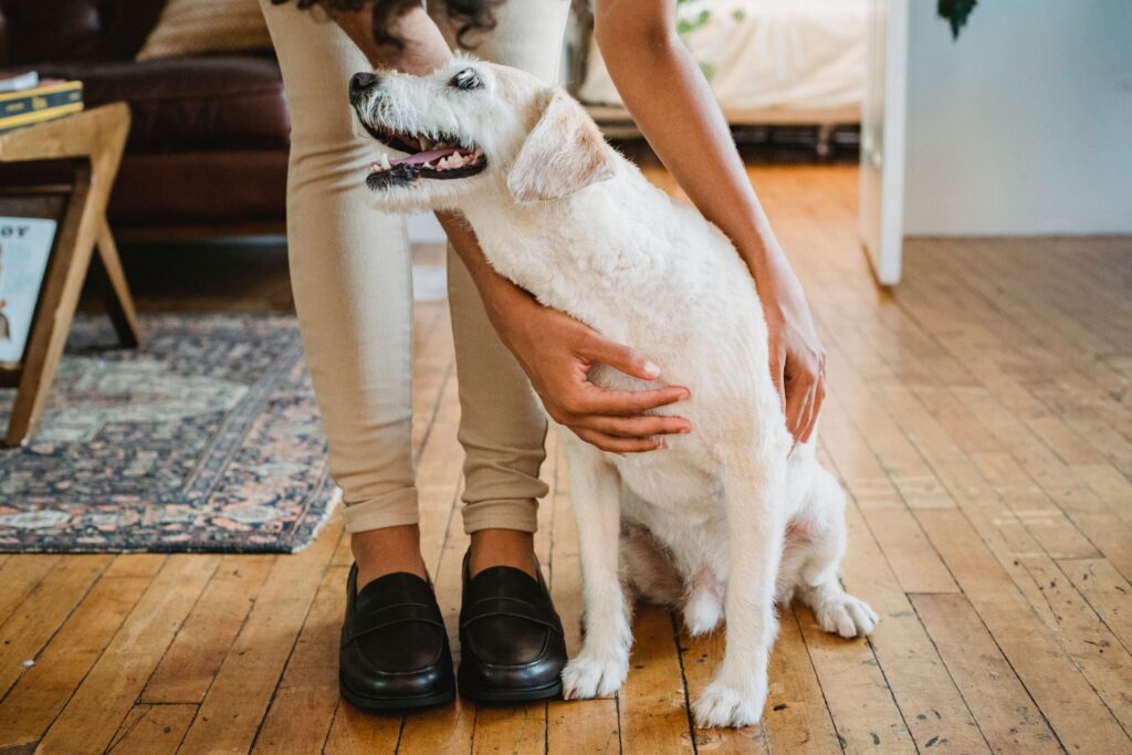 Animal Behavior Science Says When a Dog Leans Its Entire Body Mass Against Your Legs It Is Not Just Needing Balance - It Is a Social Contact Behavior Used to Chemically Mark You with Scent and Reassure Its Safety Matrix