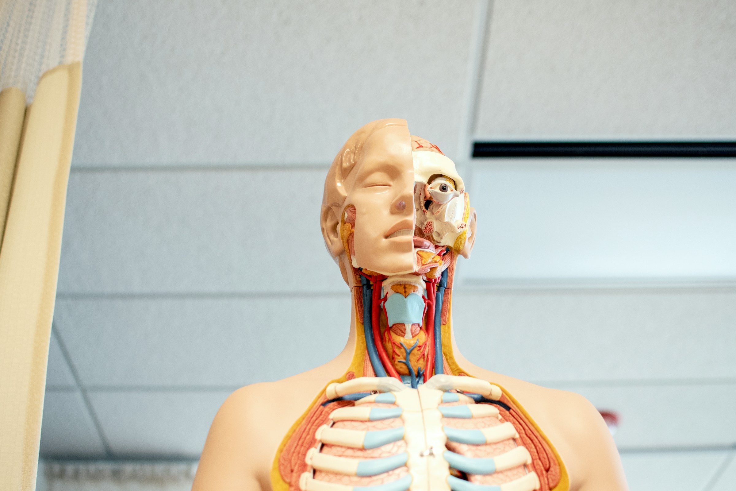8 Biological Structures in the Human Body That Have No Confirmed Function - and the Competing Theories for Each