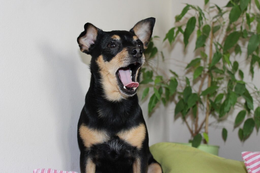 Animal Behavior Science Says When Your Dog Yawns Right After You Do It Is Not Boredom - It Is a Highly Evolved Response Rooted in Interspecies Motor Empathy and Shared Social Bonds
