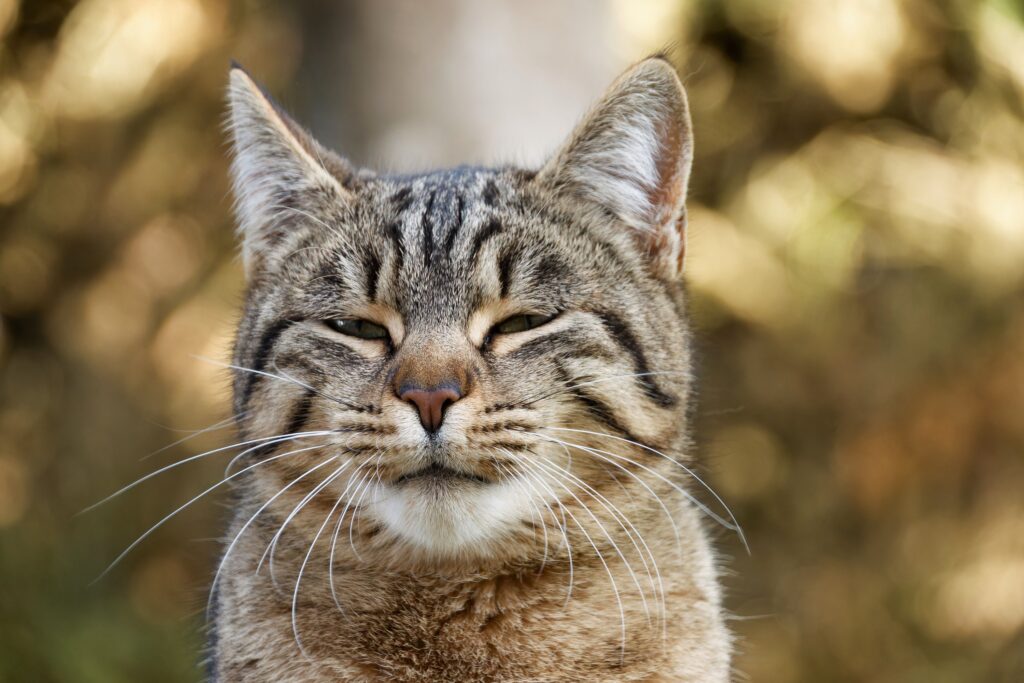 Animal Behavior Science Says When Your Cat Blinks Silently and Slowly at You Across the Room It Is Not Boredom - It Is a Natural Chemical Regulating Behavior That Signals Low Cortisol and Absence of Threat