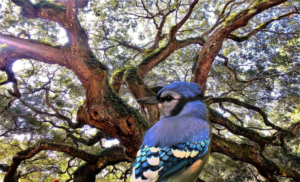 Wildlife Biology Says Blue Jays Accidentally Plant Millions of Oak Trees Every Year