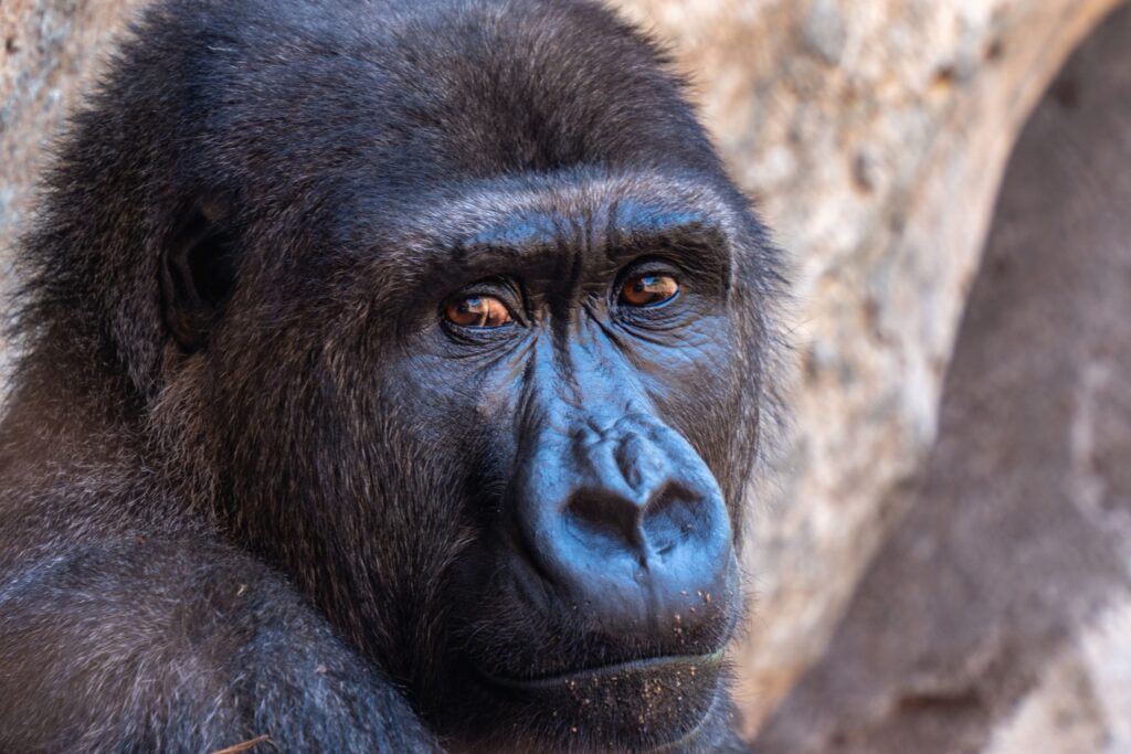Neuroscience Says When You Make Eye Contact With a Great Ape and It Holds Your Gaze the Brain Processes That as a Social Exchange - and the Discomfort You Feel Is Not Projection It Is Recognition Which Is a Harder Thing to Sit With