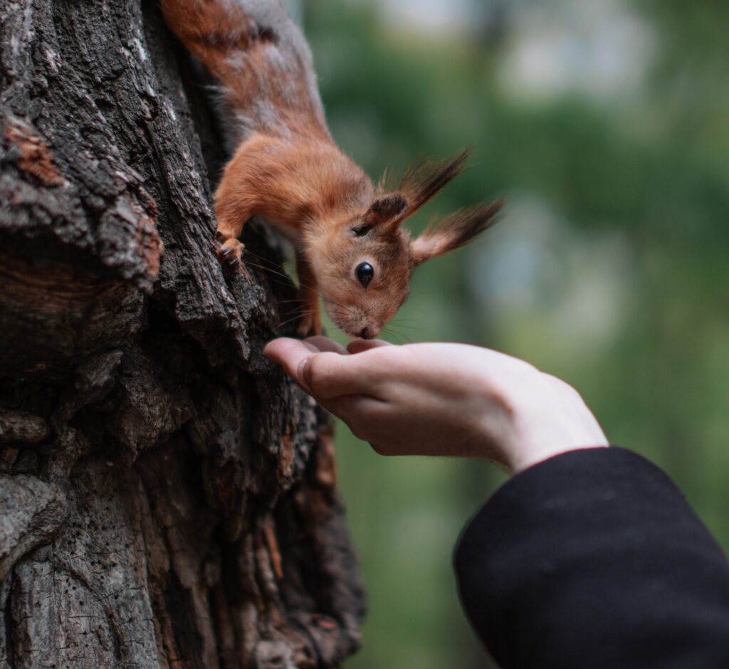 Neuroscience Says When an Animal That Has No Reason to Trust Humans Chooses to Stay Near One Anyway Something in Its Nervous System Has Overridden Its Default Threat Response