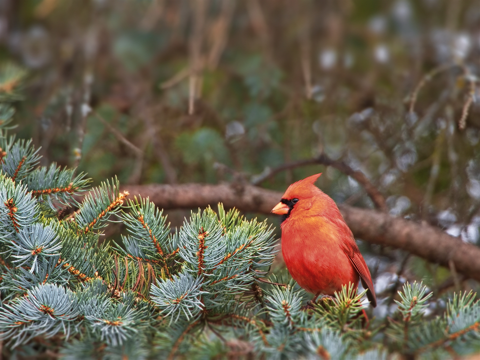 Wildlife Biology Says Cardinals Prefer Native Shrubs Over Most Bird Feeders