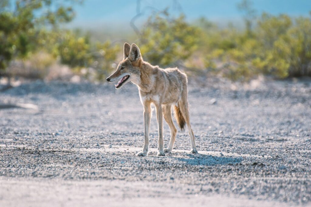 7 Things Coyotes Notice Before Entering a Neighborhood