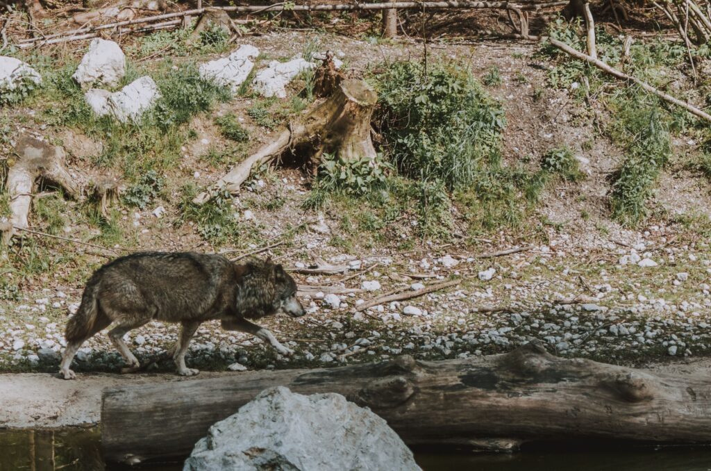 7 Things Wolves Remember About Their Territory for Years