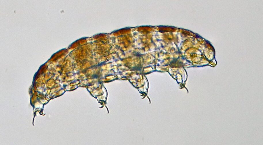 1. Tardigrades: The Nearly Unkillable “Water Bears”