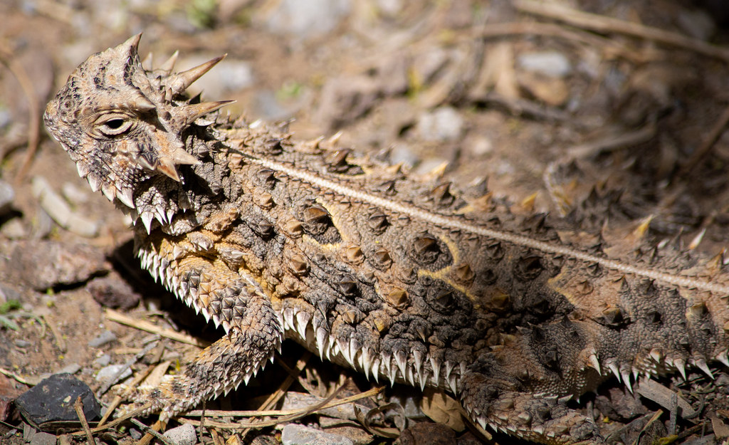 How Texas Horned Lizards Use Science-Backed Camouflage to Survive the Desert