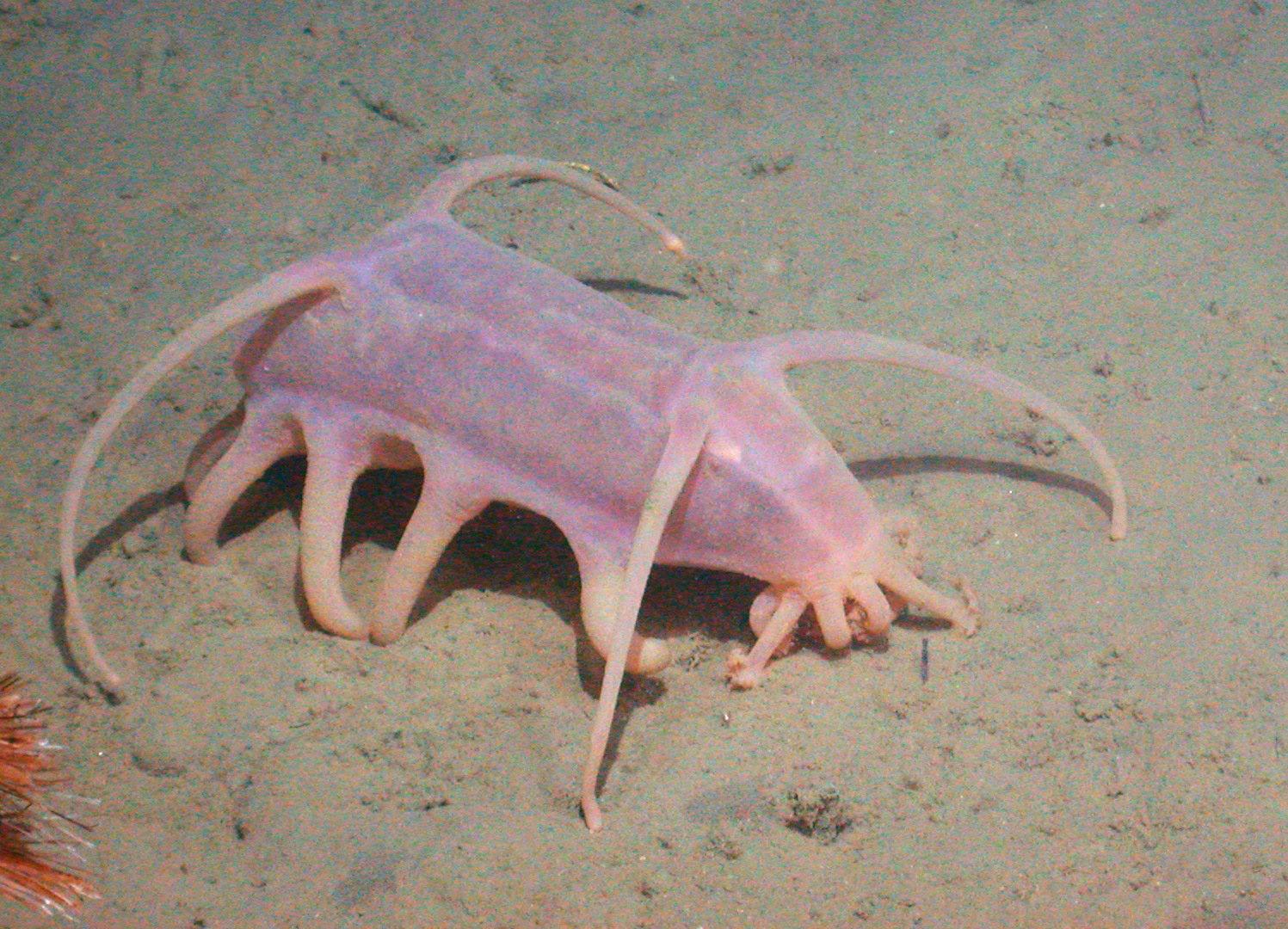#14 - The Sea Pig Might Be the Most Common Animal You've Never Heard Of