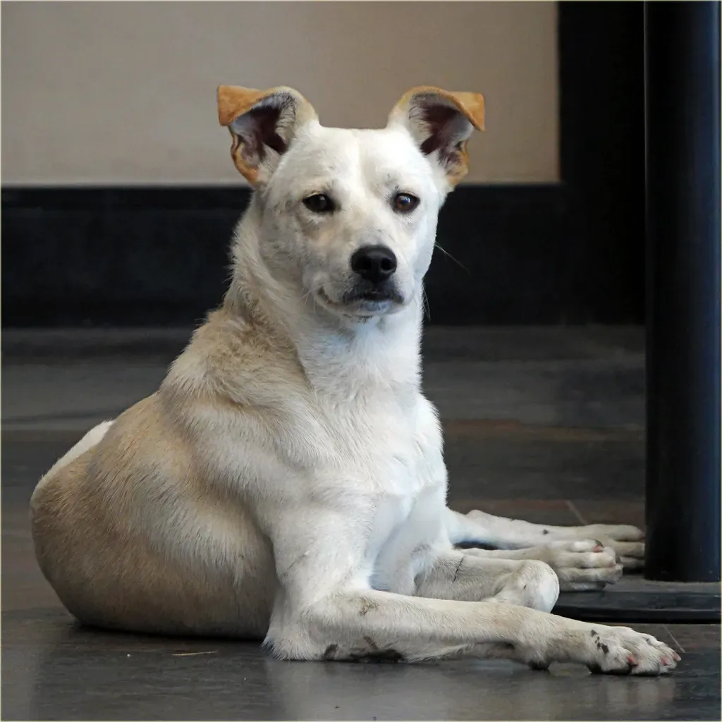Science Just Proven Dogs Can Actually Sense a Bad Person - Here’s How!