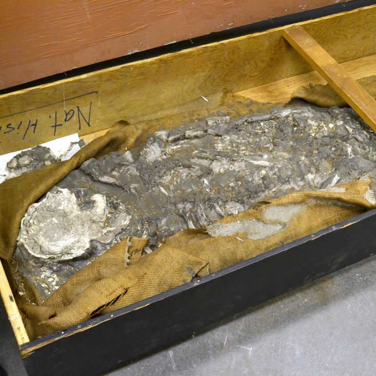 #17 - The Skeleton Nicknamed "Noah" That Sat in a Basement for 85 Years