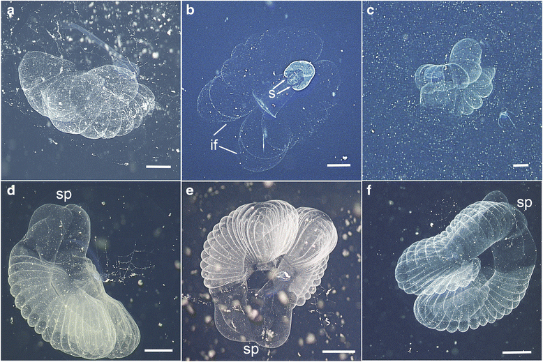 9. Larvacean “Sea Blobs” With Cast‑Off Houses Bigger Than You