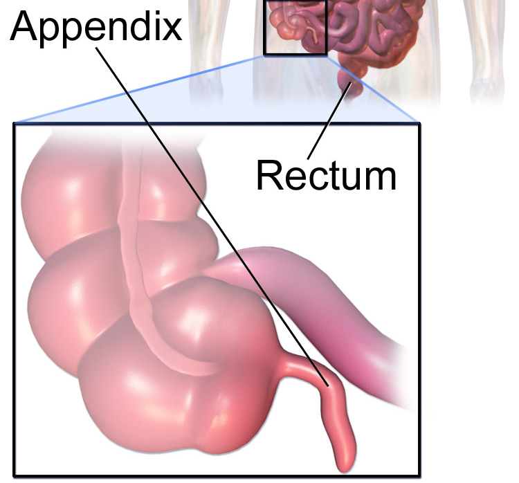 Conclusion: Rethinking a Tiny Organ With a Big Story