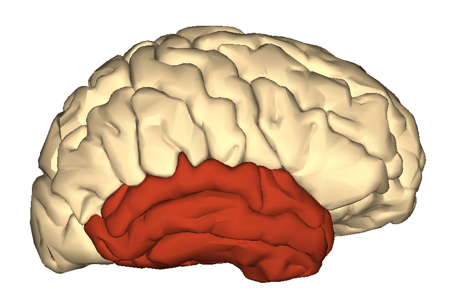 Inside the Temporal Lobe: The Brain Regions Linked to Déjà Vu