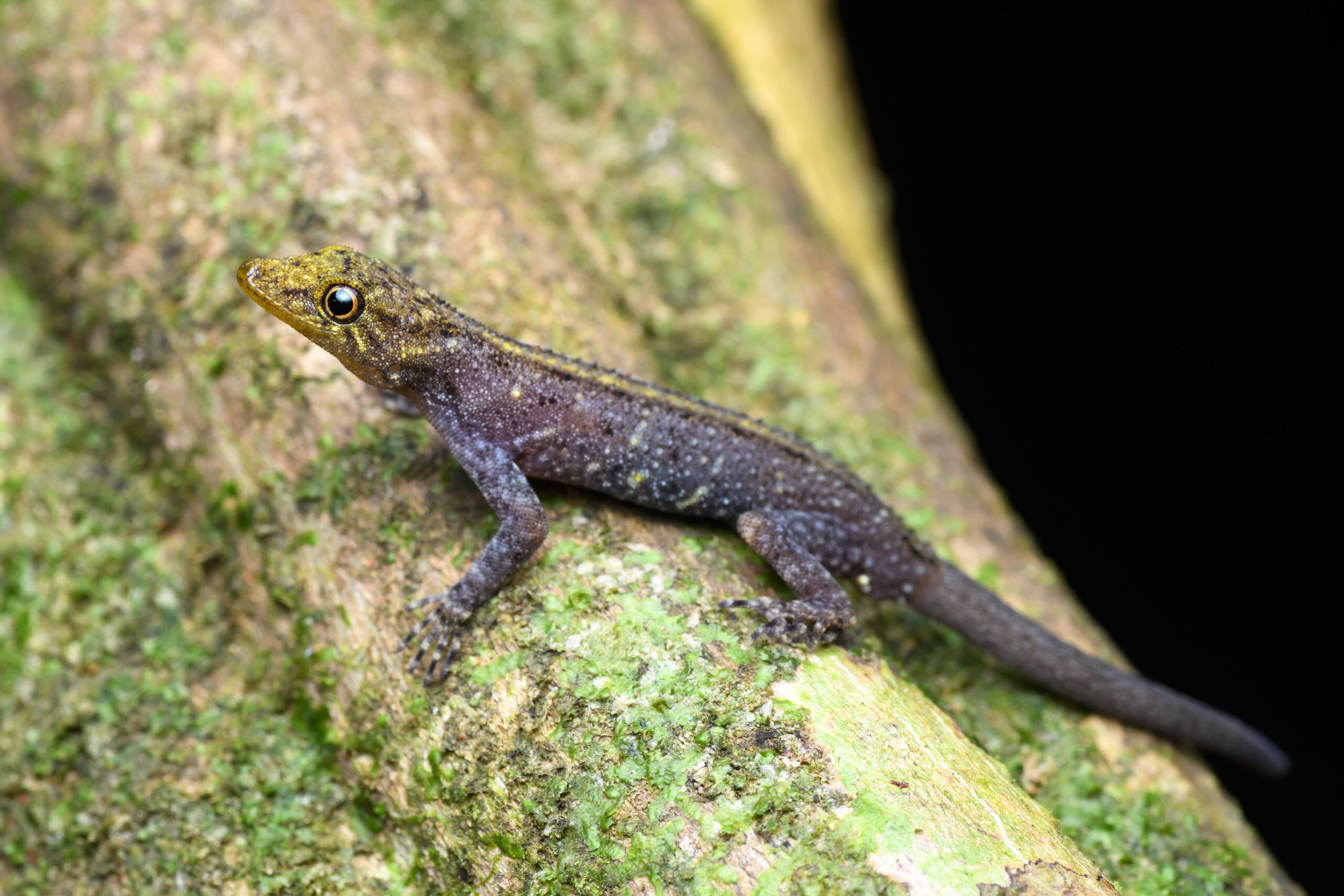 #6 - The Gecko Named After a Painter's Sky