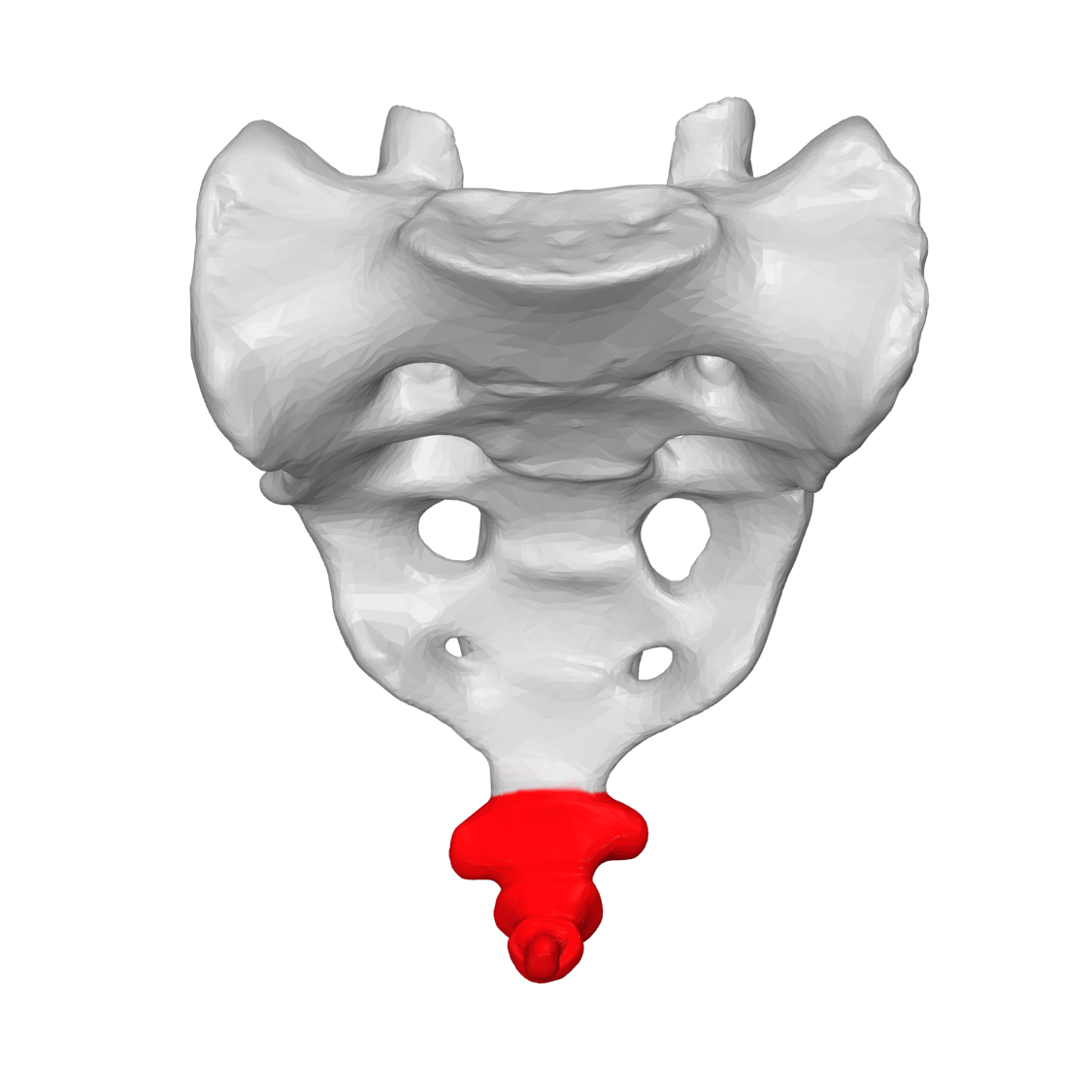 The Coccyx (Tailbone): Useless Tail Remnant or Core Stabilizer?