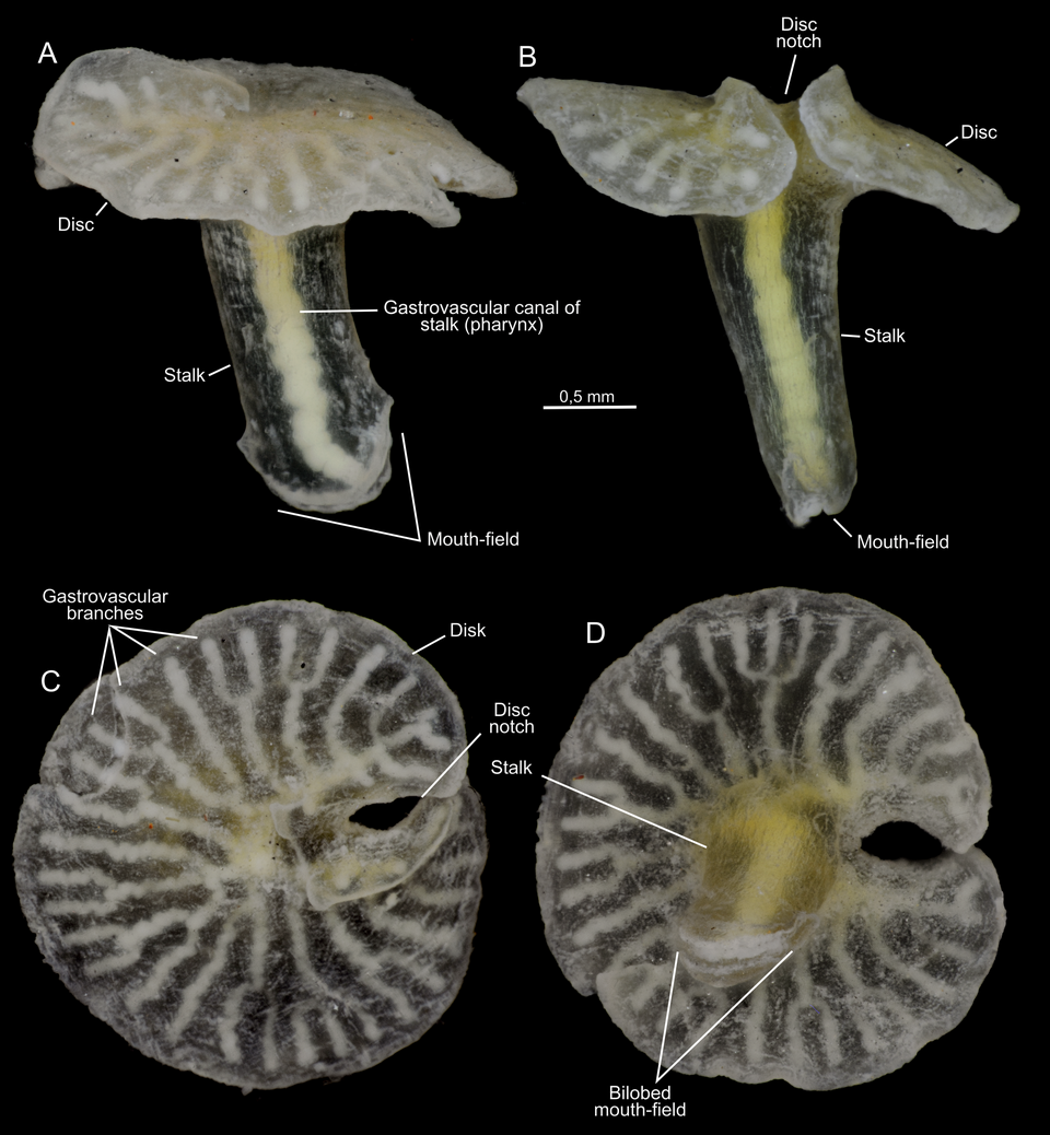 5. Mushroom‑Like Dendrogramma Rediscovered With Genetic Surprises