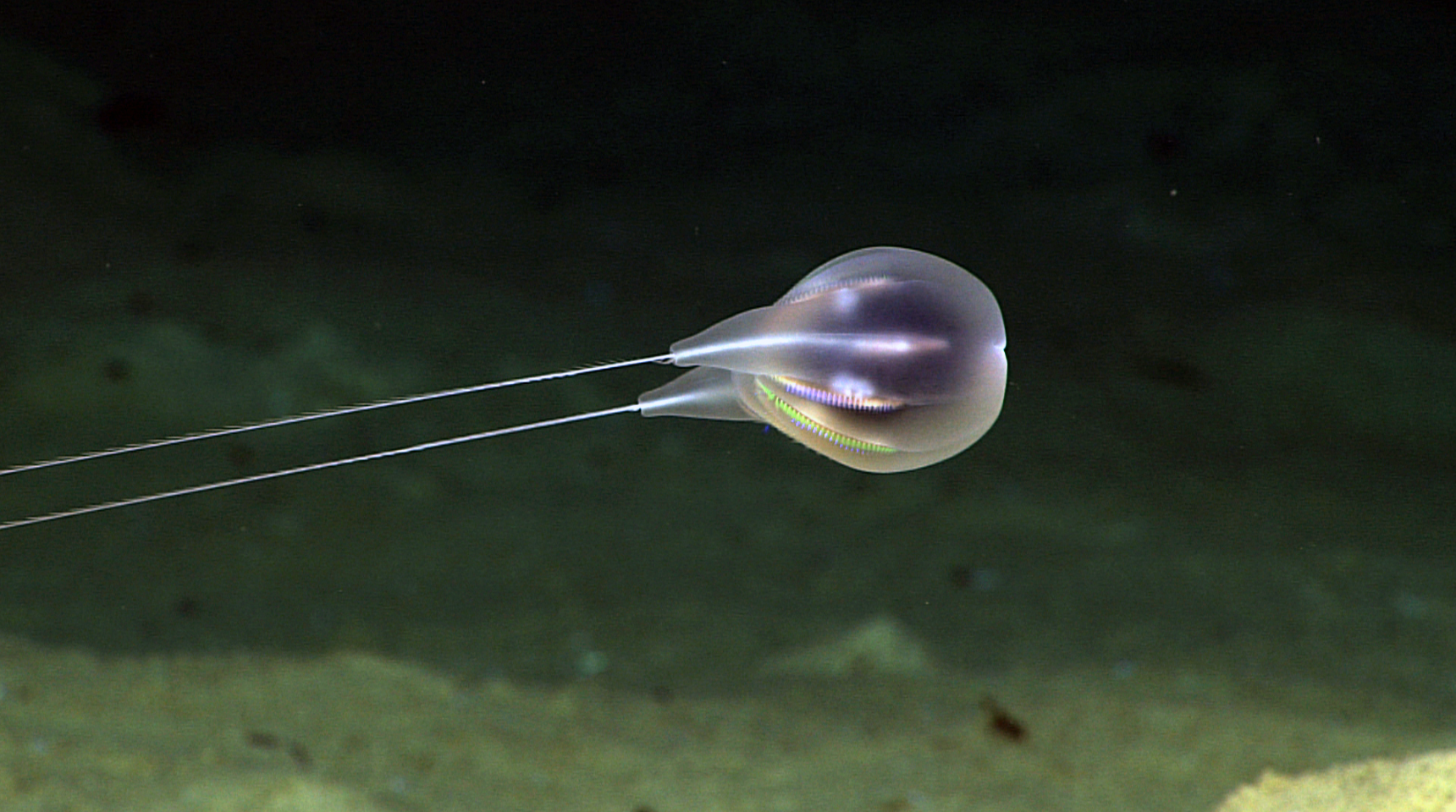 1. Duobrachium sparksae: The Comb Jelly That Exists Only on Video 