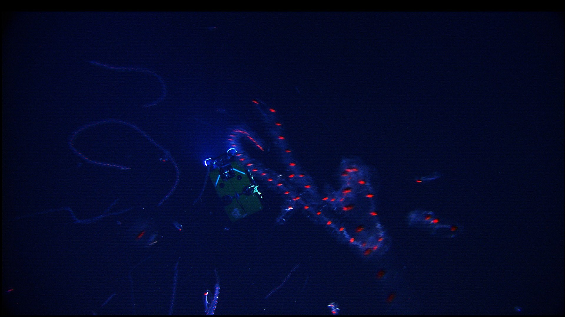 3. Giant Red Siphonophore Rings That Behave Like One Animal but Aren’t