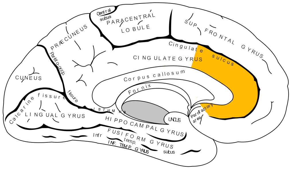 Meet the dACC, the brain's shared alarm bell