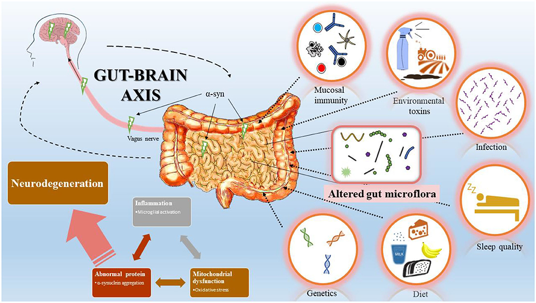 Gut–Brain Chat: When Non-Human Cells Influence Your Mood