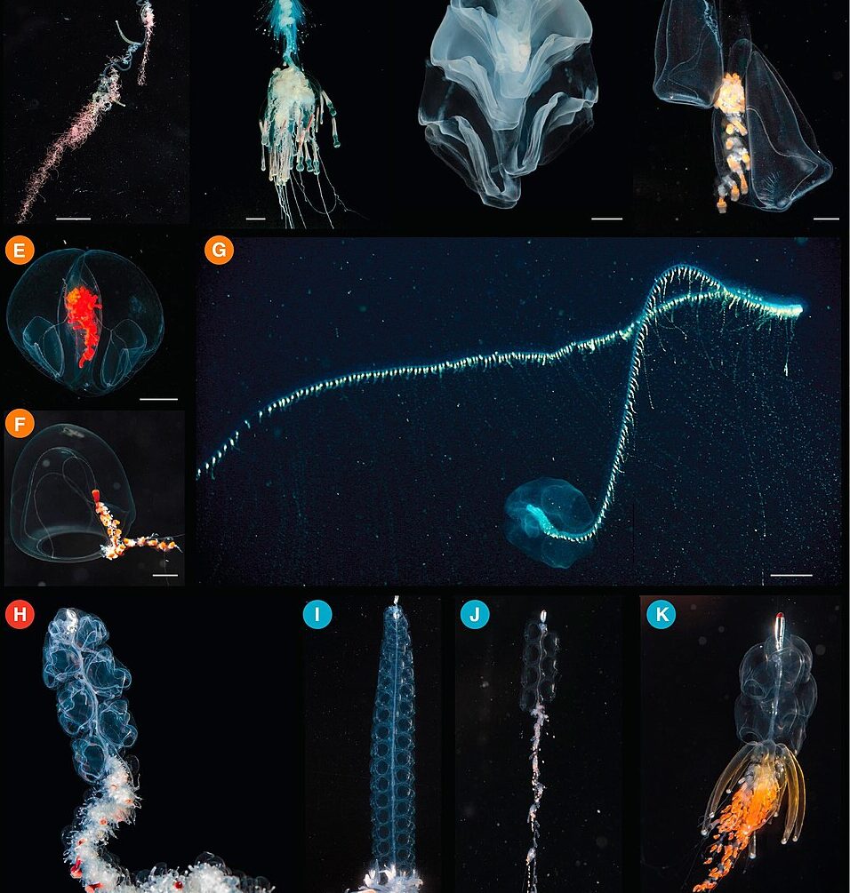 8. Undescribed Siphonophore Giants That Blur the Line Between Colony and Creature